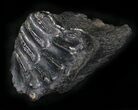 Partial Baby Mammoth Molar - South Carolina #25682-1